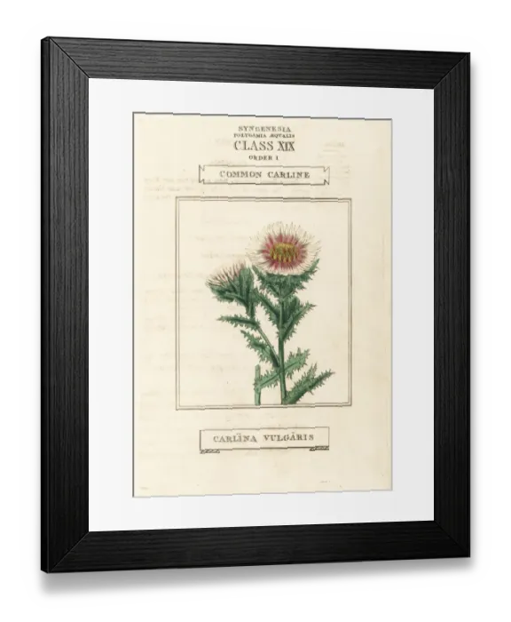 Framed Print : Common carline, Carlina vulgaris Framed Print : Common carline, Carlina vulgaris