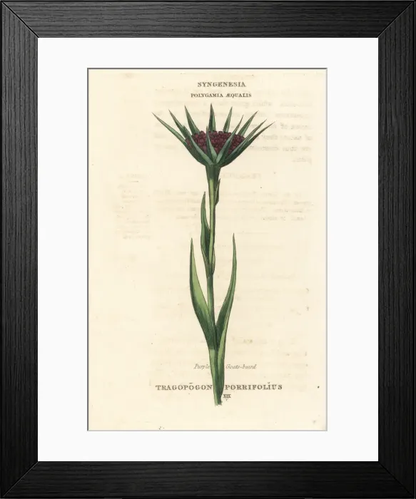 Framed Print : Purple goat s-beard or salsify, Tragopogon porrifolius Framed Print : Purple goat s-beard or salsify, Tragopogon porrifolius