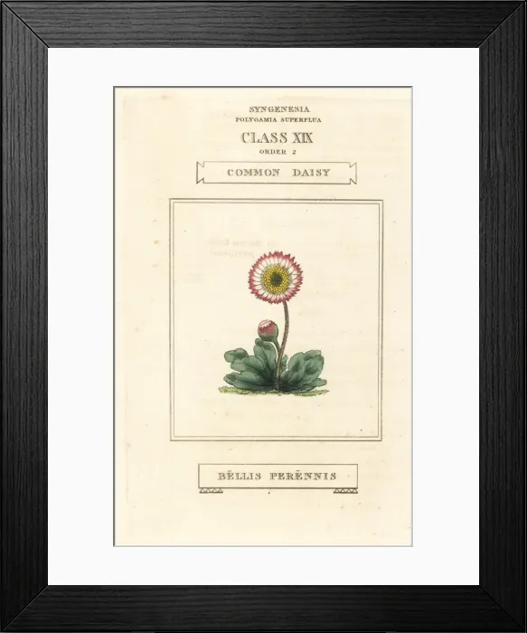 Framed Print : Common daisy, Bellis perennis Framed Print : Common daisy, Bellis perennis