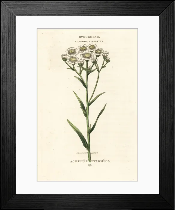Framed Print : Sneezewort yarrow, Achillea ptarmica Framed Print : Sneezewort yarrow, Achillea ptarmica