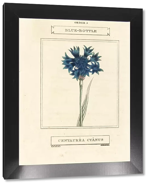 Cornflower, Cyanus segetum