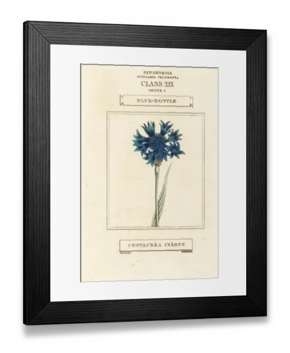 Framed Print : Cornflower, Cyanus segetum Framed Print : Cornflower, Cyanus segetum