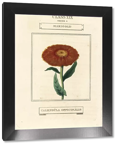 Marigold, Calendula officinalis