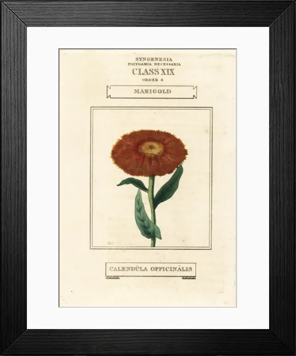 Framed Print : Marigold, Calendula officinalis Framed Print : Marigold, Calendula officinalis