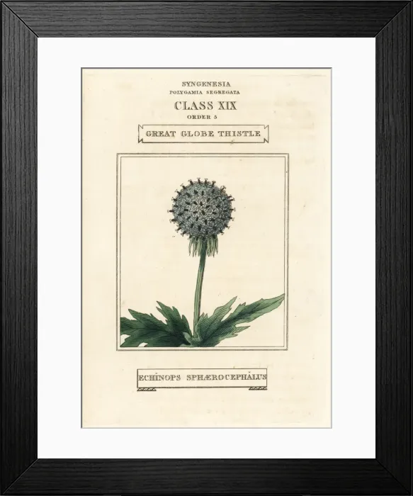 Framed Print : Great globe thistle, Echinops sphaerocephalus Framed Print : Great globe thistle, Echinops sphaerocephalus