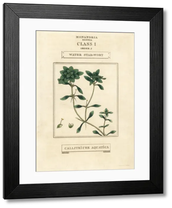 Framed Print : Water starwort, Callitriche palustris Framed Print : Water starwort, Callitriche palustris
