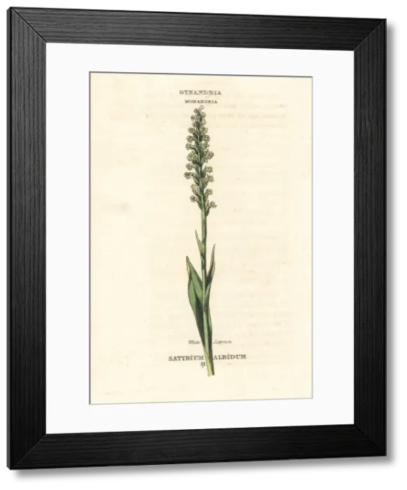Framed Print : White satyrion, Pseudorchis albida Framed Print : White satyrion, Pseudorchis albida
