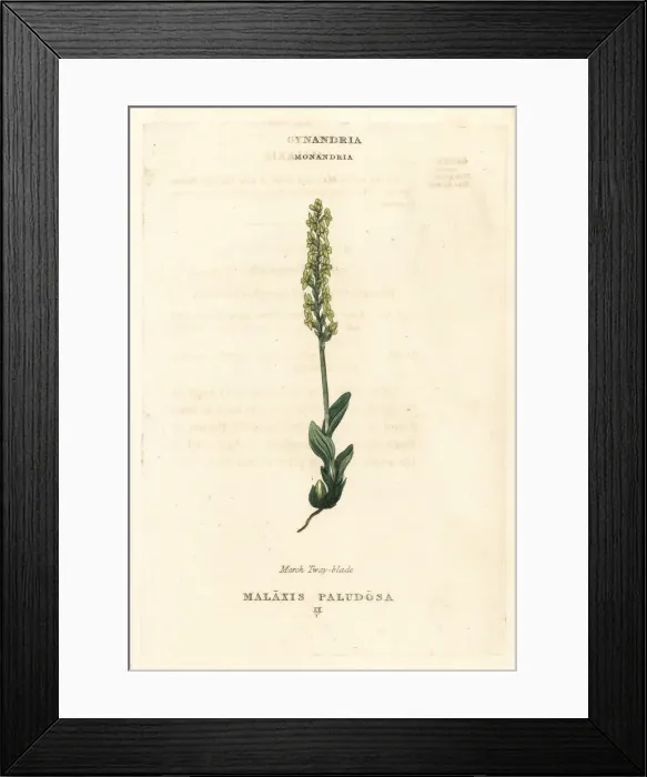Framed Print : Bog orchid, Hammarbya paludosa Framed Print : Bog orchid, Hammarbya paludosa