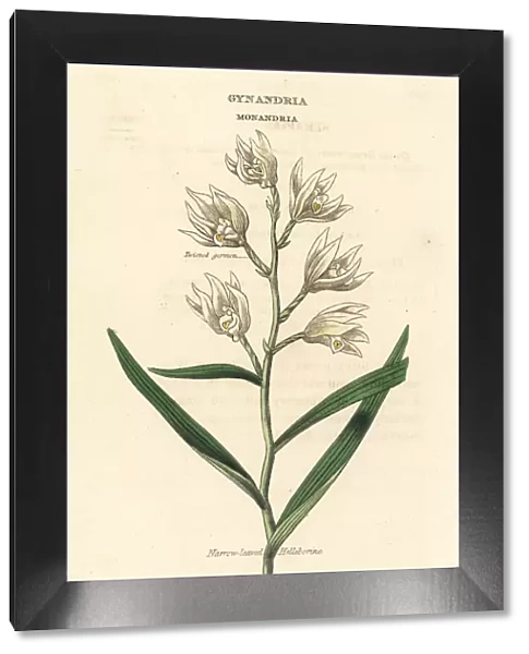Sword-leaved helleborine, Cephalanthera longifolia