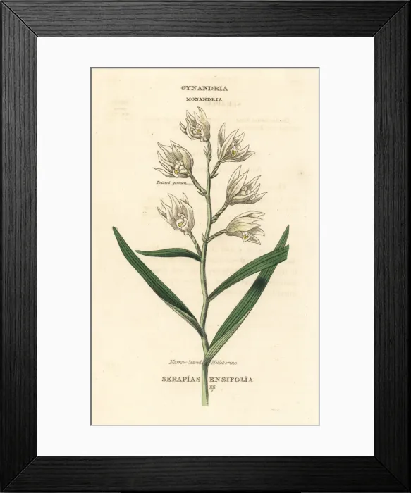 Framed Print : Sword-leaved helleborine, Cephalanthera longifolia Framed Print : Sword-leaved helleborine, Cephalanthera longifolia