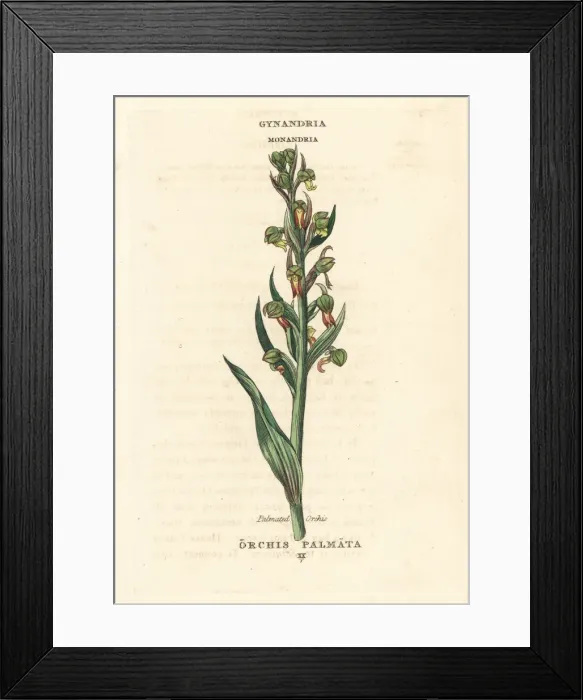 Framed Print : Early march orchid, Dactylorhiza incarnata Framed Print : Early march orchid, Dactylorhiza incarnata