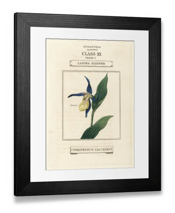 Framed Print : Ladies slipper orchid, Cypripedium calceolus Framed Print : Ladies slipper orchid, Cypripedium calceolus