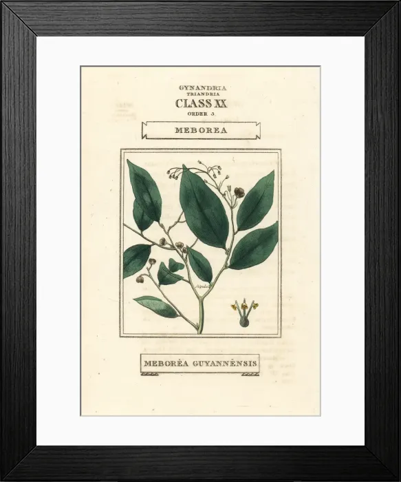 Framed Print : Phyllanthus attenuatus Framed Print : Phyllanthus attenuatus