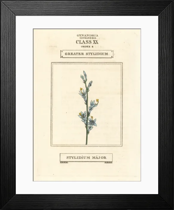 Framed Print : Triggerplant or greater stylidium, Stylidium major Framed Print : Triggerplant or greater stylidium, Stylidium major