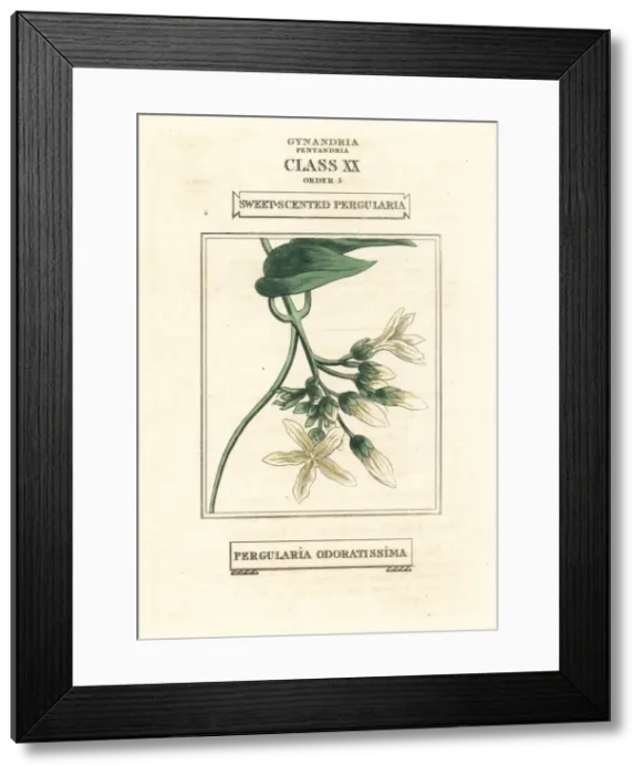 Framed Print : Sweet-scented pergularia, Pergularia odoratissima Framed Print : Sweet-scented pergularia, Pergularia odoratissima