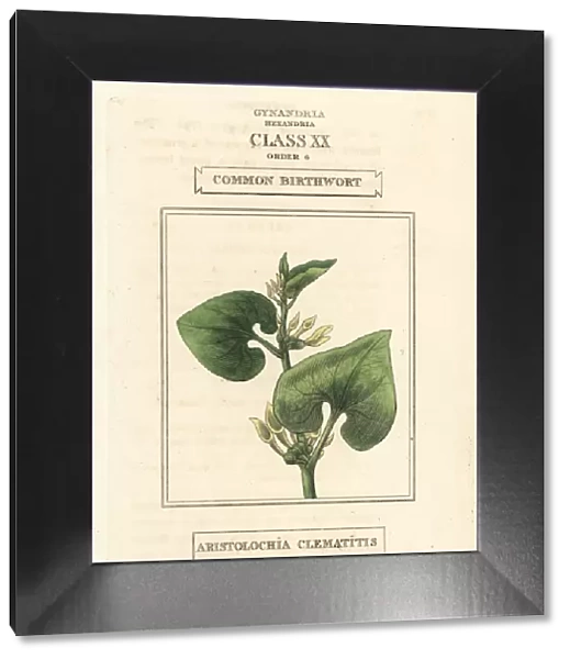 Common birthwort, Aristolochia clematitis
