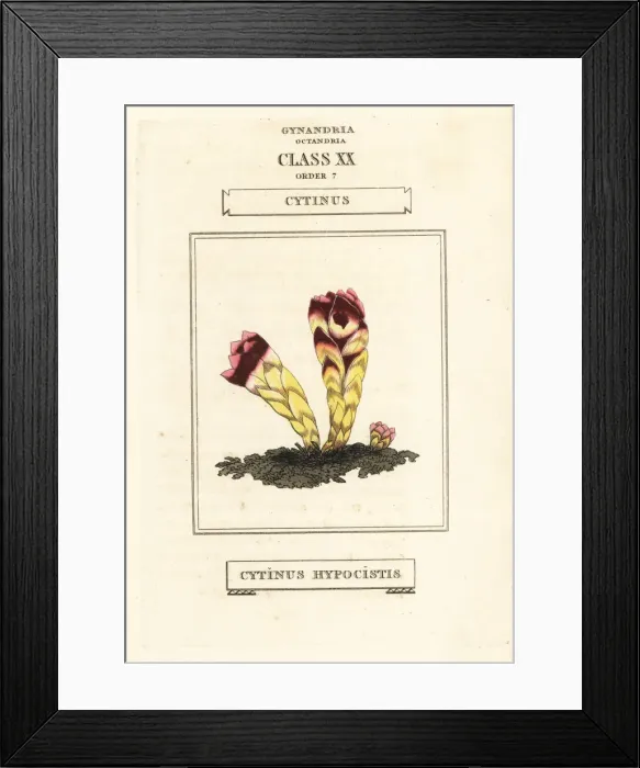 Framed Print : Cytinus hypocistis Framed Print : Cytinus hypocistis