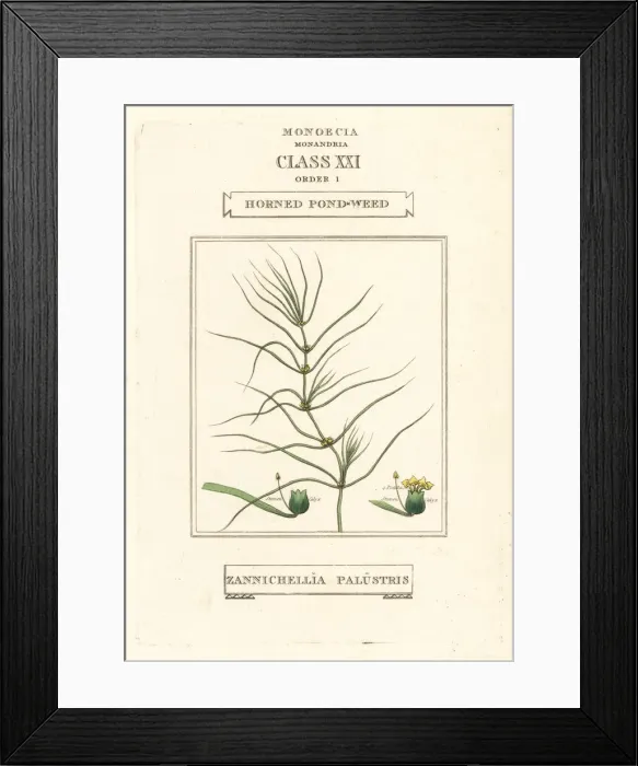 Framed Print : Horned pondweed, Zannichellia palustris Framed Print : Horned pondweed, Zannichellia palustris