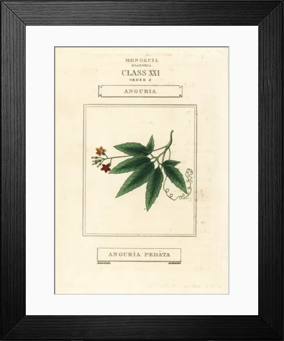 Framed Print : Caribbean pygmymelon, Psiguria pedata Framed Print : Caribbean pygmymelon, Psiguria pedata