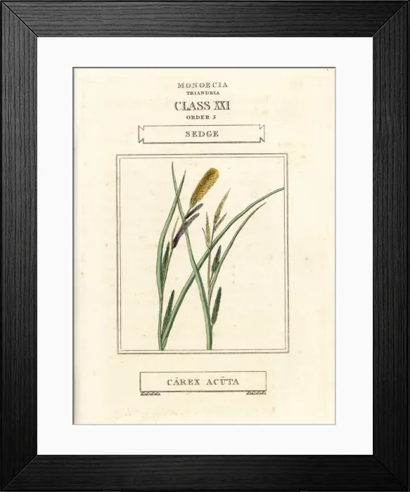 Framed Print : Sedge, Carex acuta Framed Print : Sedge, Carex acuta