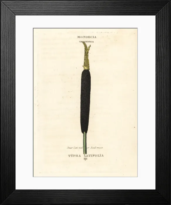 Framed Print : Bulrush, creat cats tail or reed mace, Typha latifolia Framed Print : Bulrush, creat cats tail or reed mace, Typha latifolia
