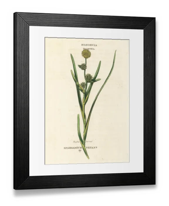 Framed Print : Floating bur-reed, Sparganium natans Framed Print : Floating bur-reed, Sparganium natans