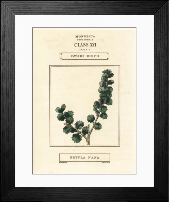 Framed Print : Dwarf birch, Betula nana Framed Print : Dwarf birch, Betula nana