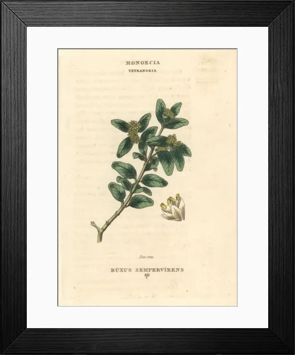 Framed Print : Box tree, Buxus sempervirens Framed Print : Box tree, Buxus sempervirens
