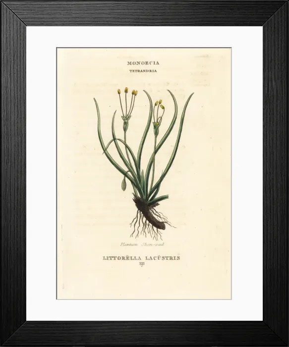 Framed Print : Plantain shore-weed, Littorella uniflora Framed Print : Plantain shore-weed, Littorella uniflora