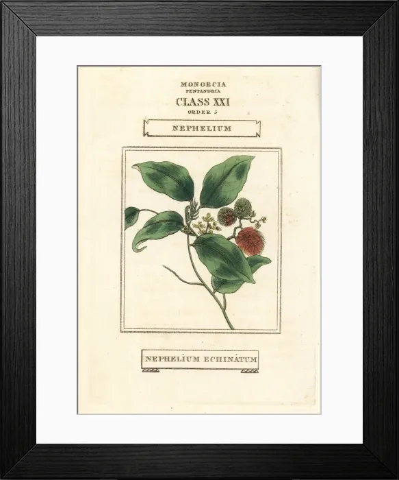 Framed Print : Rambutan, Nephelium lappaceum Framed Print : Rambutan, Nephelium lappaceum