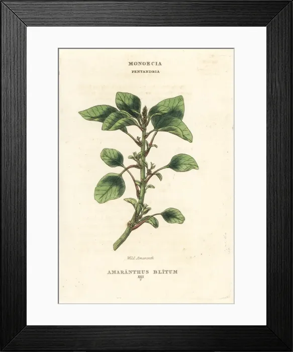 Framed Print : Wild or purple amaranth, Amaranthus blitum Framed Print : Wild or purple amaranth, Amaranthus blitum