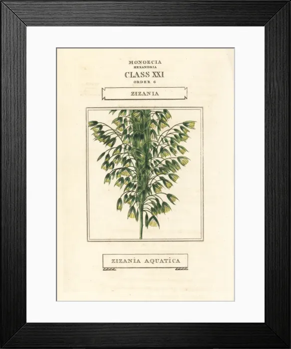 Framed Print : Wild rice, Zizania aquatica Framed Print : Wild rice, Zizania aquatica