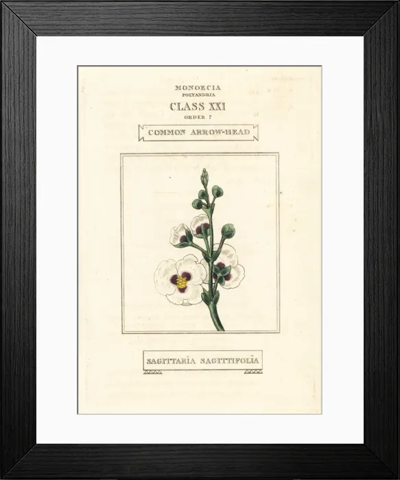 Framed Print : Common arrowhead, Sagittaria sagittifolia Framed Print : Common arrowhead, Sagittaria sagittifolia