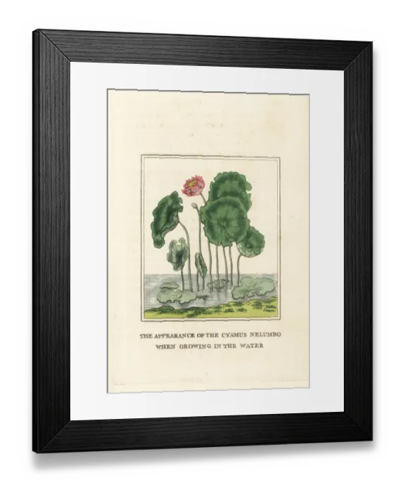 Framed Print : Sacred lotus flower, Nelumbo nucifera Framed Print : Sacred lotus flower, Nelumbo nucifera