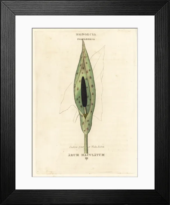 Framed Print : Cuckow-pint or wake robin, Arum maculatum Framed Print : Cuckow-pint or wake robin, Arum maculatum