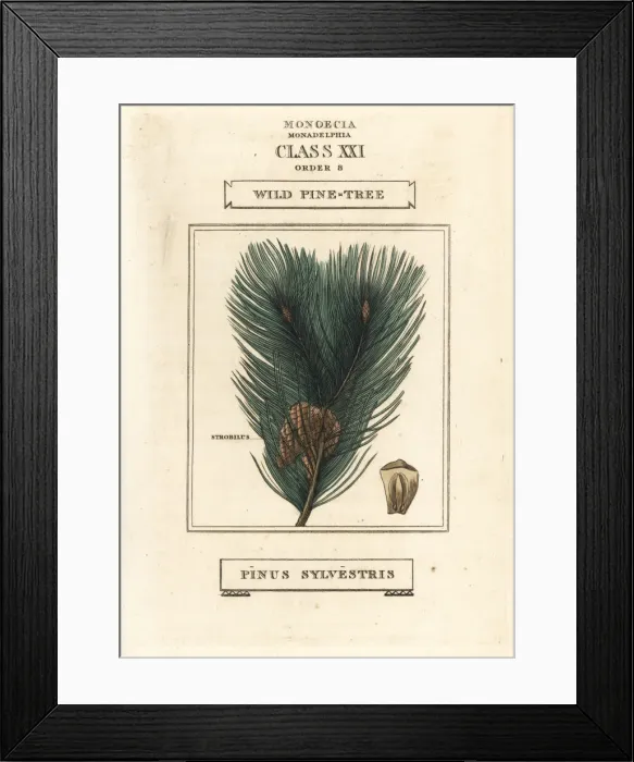 Framed Print : Wild pine tree, Pinus sylvestris Framed Print : Wild pine tree, Pinus sylvestris