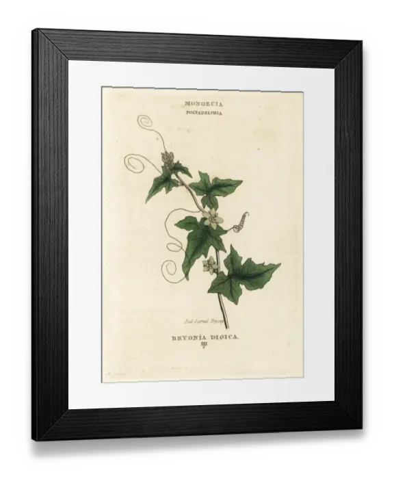 Framed Print : Red-berried bryony, Bryonia cretica subsp. dioica Framed Print : Red-berried bryony, Bryonia cretica subsp. dioica