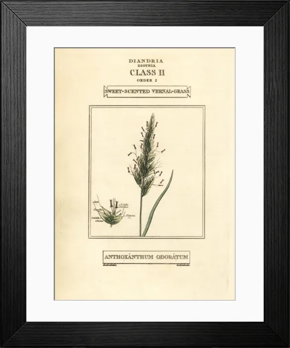 Framed Print : Sweet-scented vernal grass, Anthoxanthum odoratum Framed Print : Sweet-scented vernal grass, Anthoxanthum odoratum