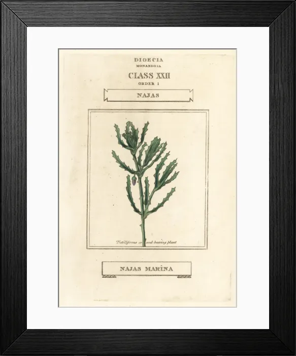 Framed Print : Spiny naiad, Najas marina Framed Print : Spiny naiad, Najas marina