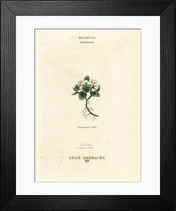 Framed Print : Least willow, Salix herbacea Framed Print : Least willow, Salix herbacea