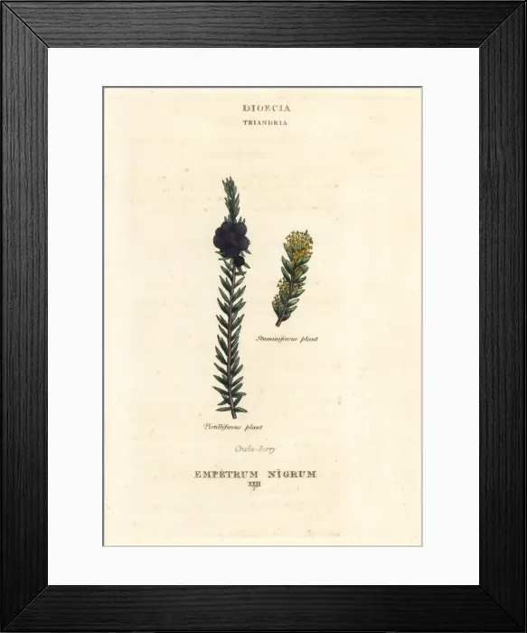 Framed Print : Black crowberry or crake-berry, Empetrum nigrum Framed Print : Black crowberry or crake-berry, Empetrum nigrum