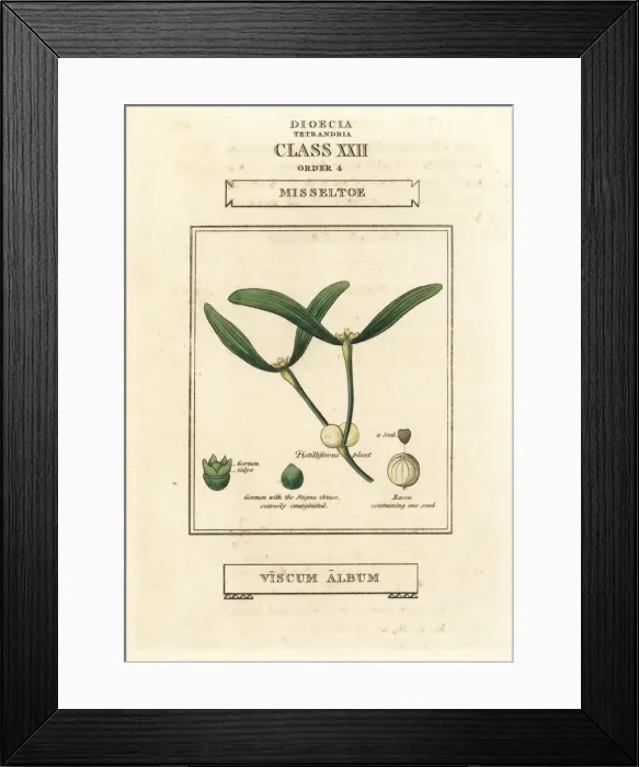 Framed Print : Mistletoe, Viscum album Framed Print : Mistletoe, Viscum album