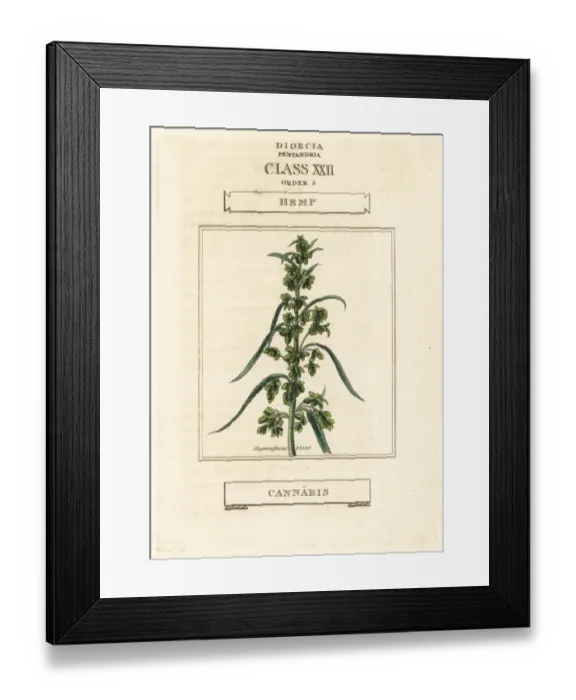 Framed Print : Hemp, Cannabis sativa Framed Print : Hemp, Cannabis sativa