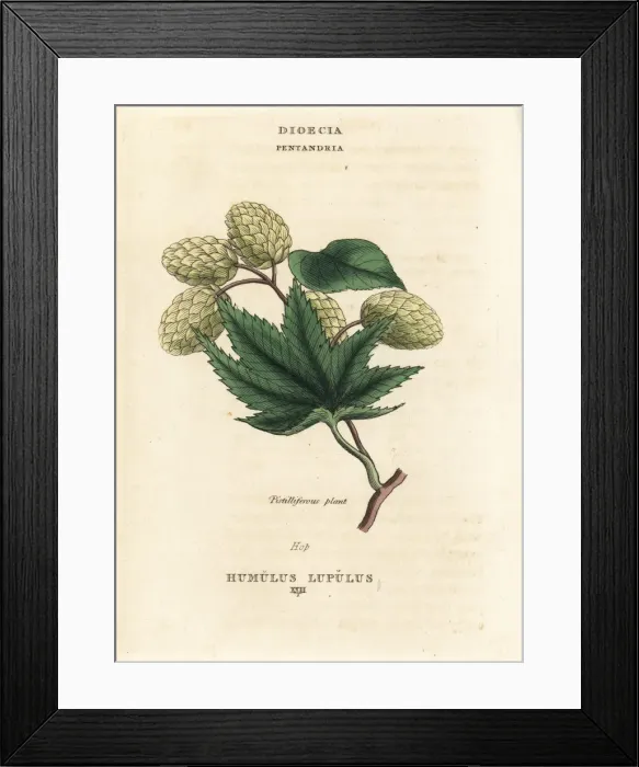 Framed Print : Hops, Humulus lupulus Framed Print : Hops, Humulus lupulus