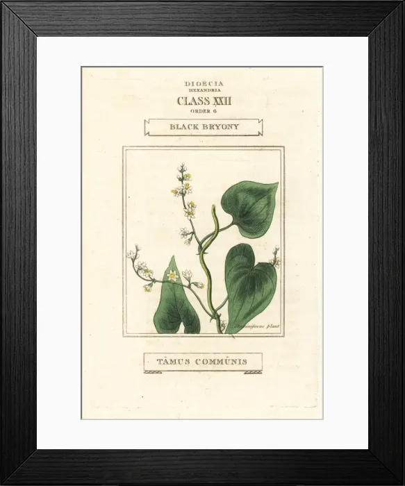 Framed Print : Black bryony, Dioscorea communis Framed Print : Black bryony, Dioscorea communis