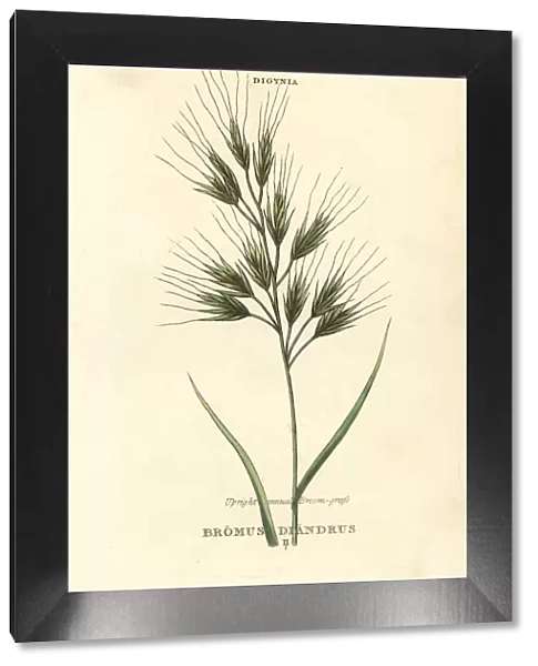 Upright annual broom-grass or brome grass, Bromus diandrus