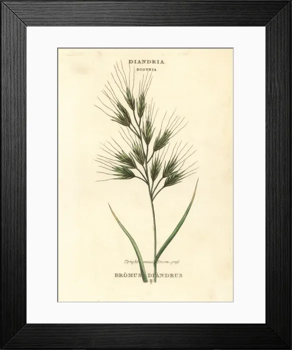 Framed Print : Upright annual broom-grass or brome grass, Bromus diandrus Framed Print : Upright annual broom-grass or brome grass, Bromus diandrus