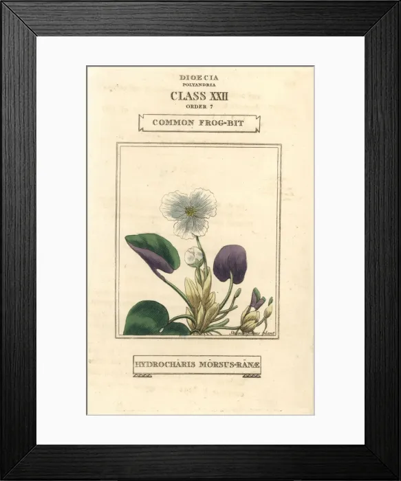 Framed Print : Common frogbit, Hydrocharis morsus-ranae Framed Print : Common frogbit, Hydrocharis morsus-ranae