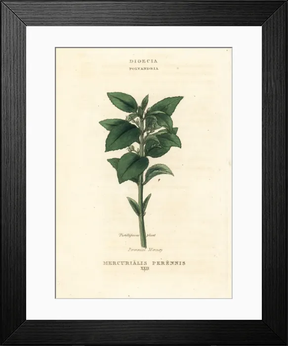 Framed Print : Perennial mercury, Mercurialis perennis Framed Print : Perennial mercury, Mercurialis perennis