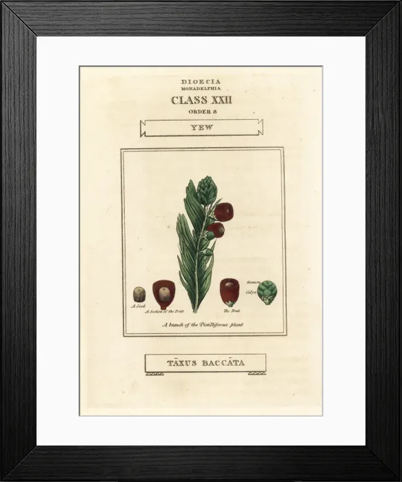 Framed Print : Yew tree, Taxus baccata Framed Print : Yew tree, Taxus baccata